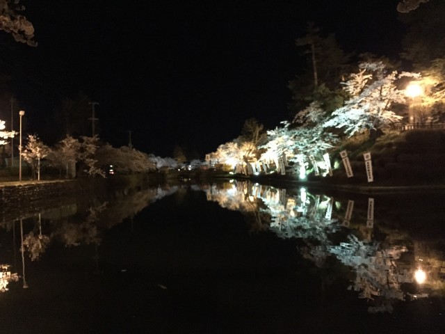 上杉神社の夜桜