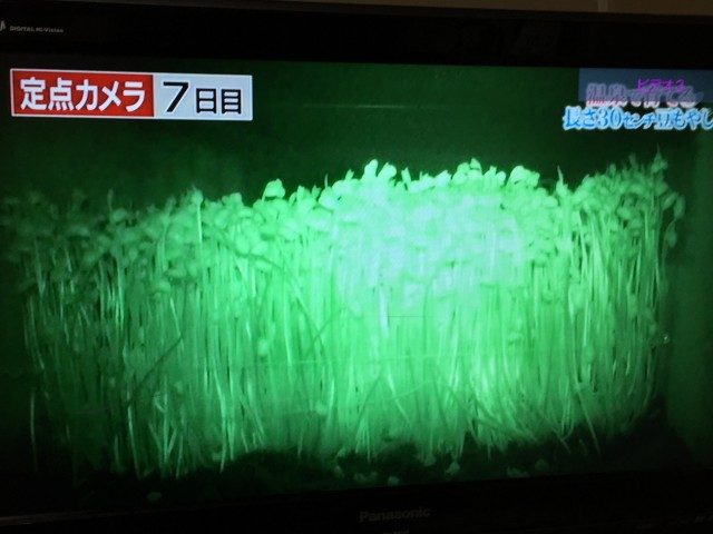 小野川豆もやし