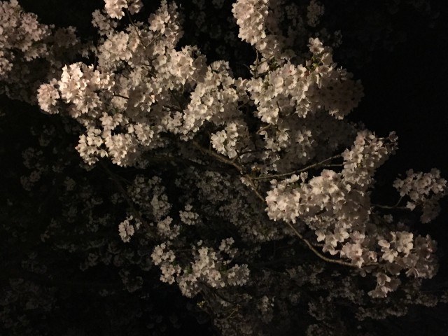 夜桜