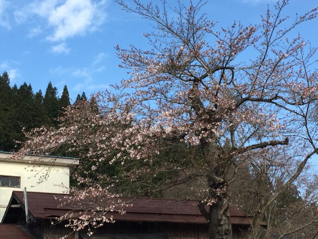 小野川温泉の桜