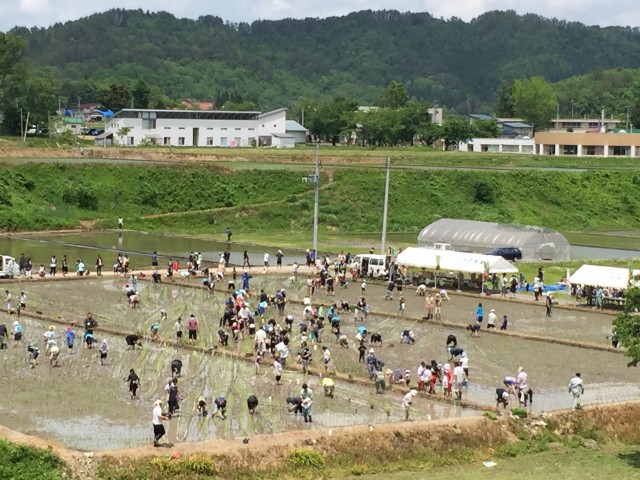 田んぼアート　田植え体験