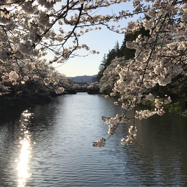 いま 桜が満開 上杉神社の夕景セレクション 鈴の宿 登府屋旅館