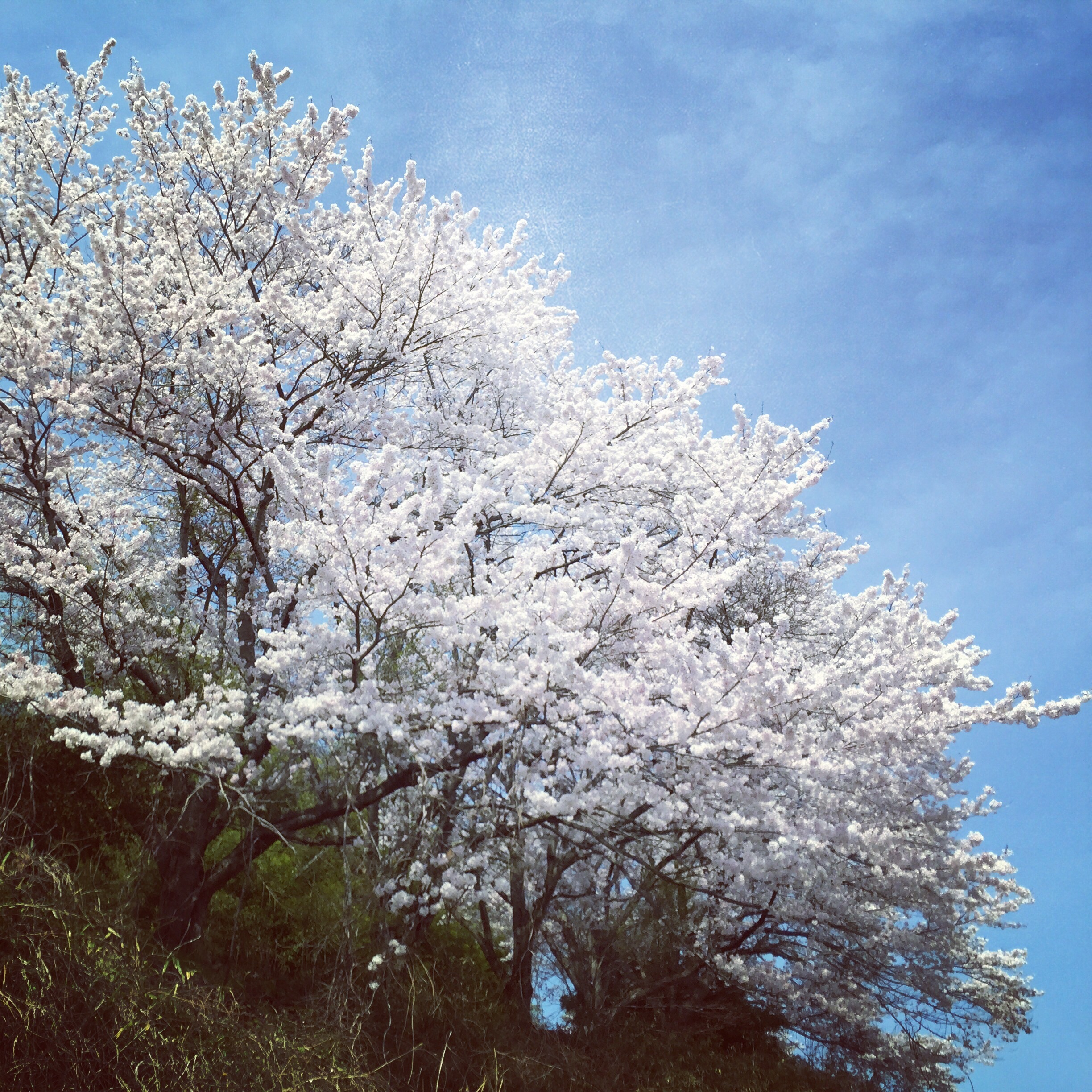 いわきの桜