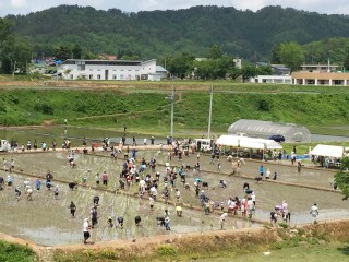 田んぼアート　田植え体験