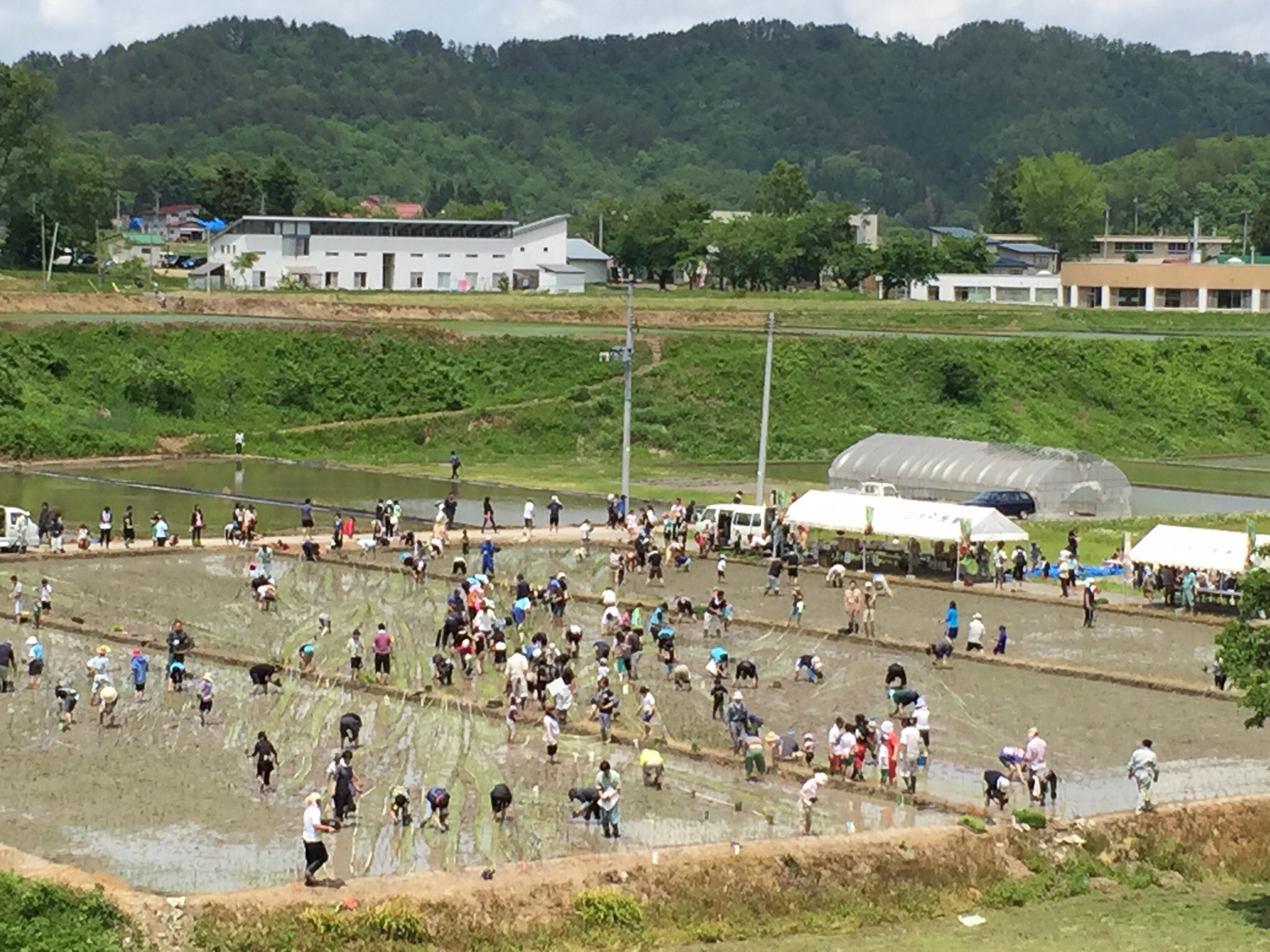 田んぼアート　田植え体験