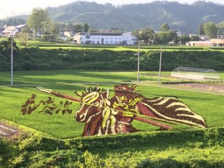 田んぼアート