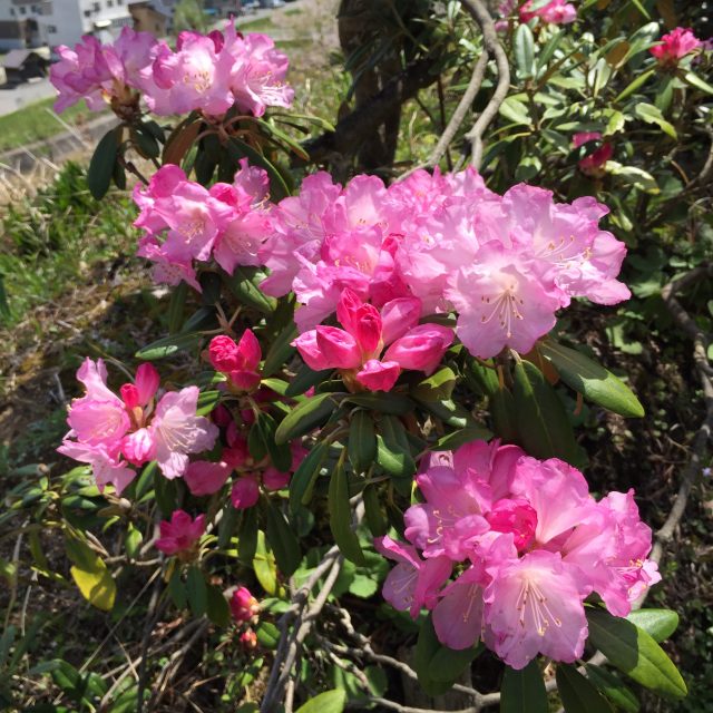 アズマシャクナゲ