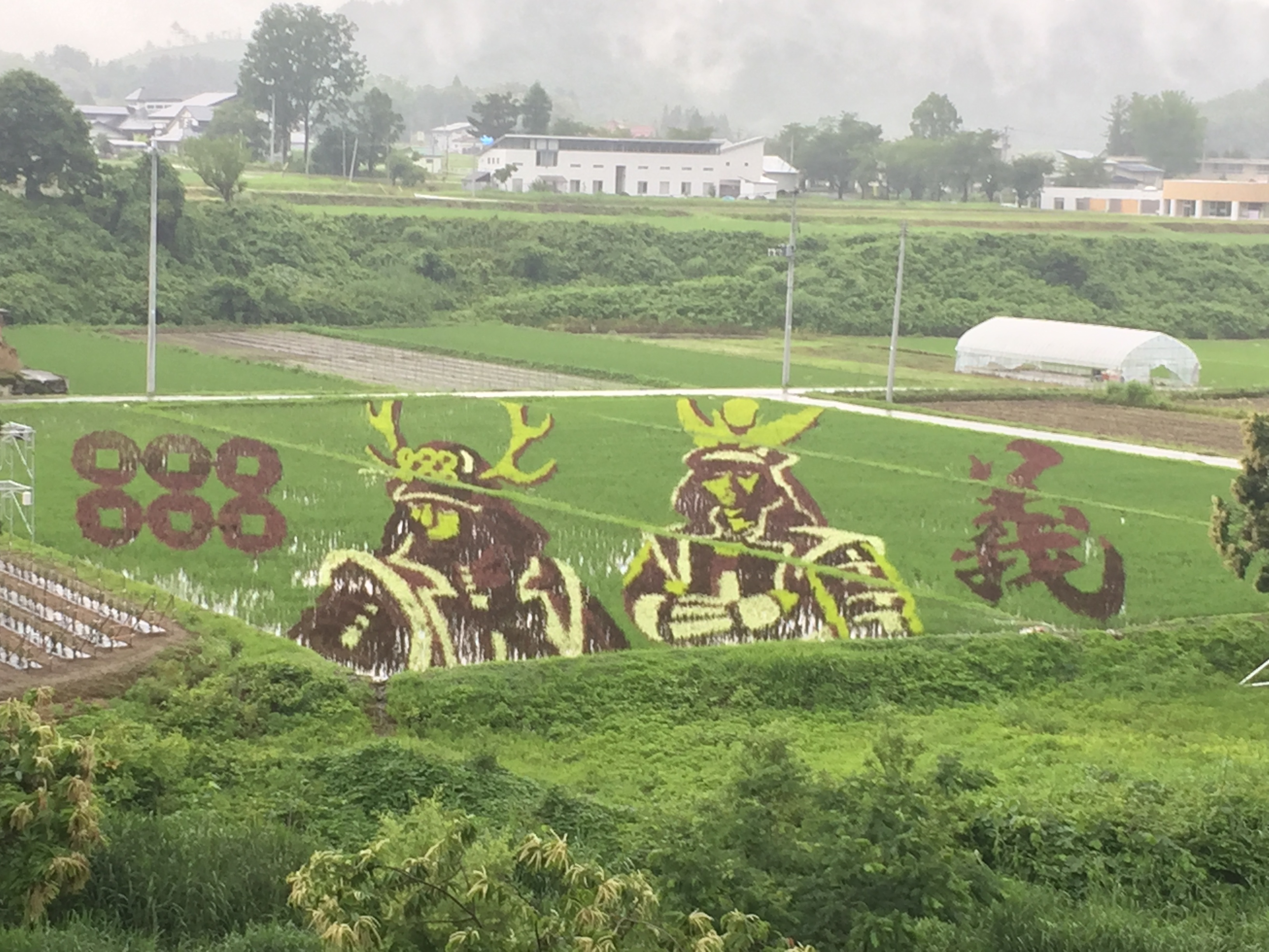 田んぼアート