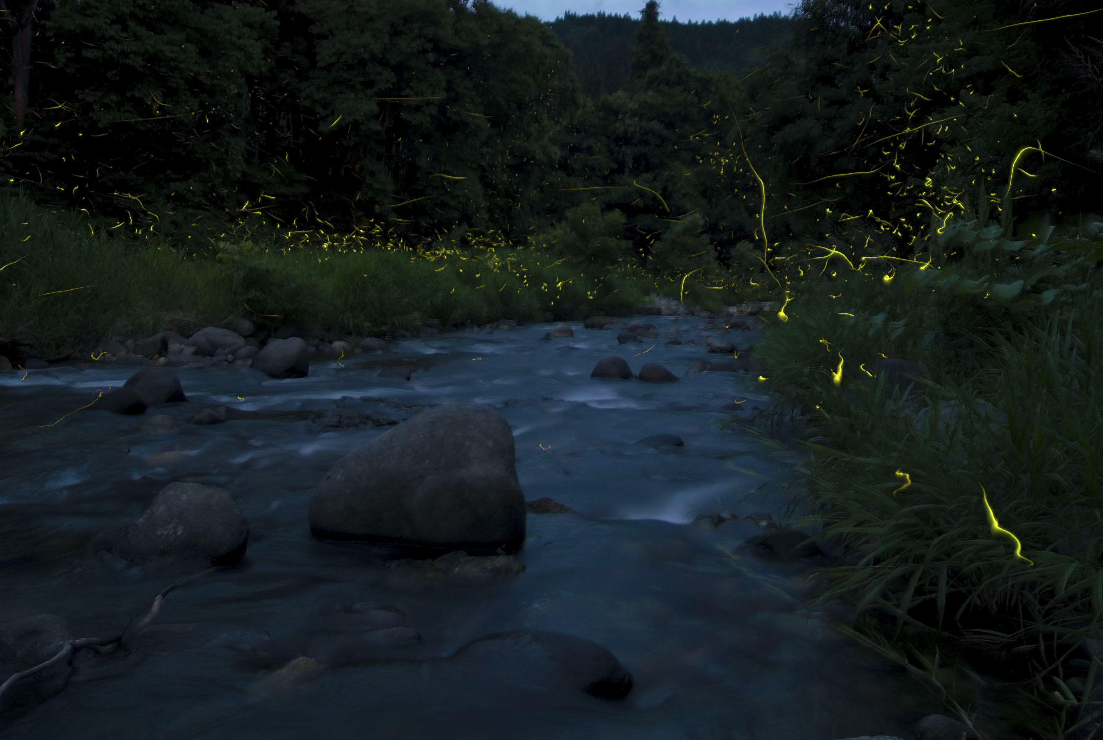 Lucciole che brillano sul fiume a Onogawa Onsen