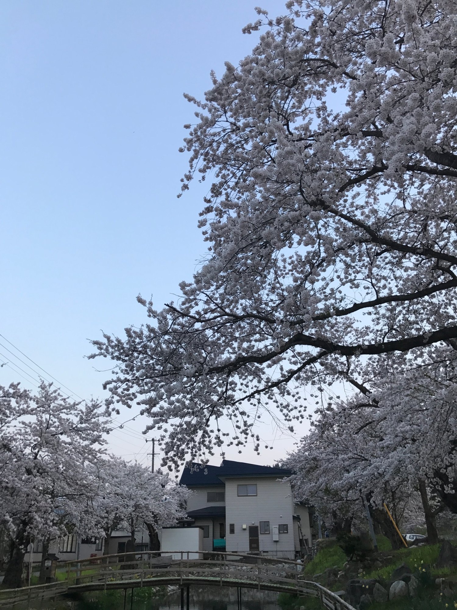 Cerezos en flor junto al arroyo en Onogawa Onsen